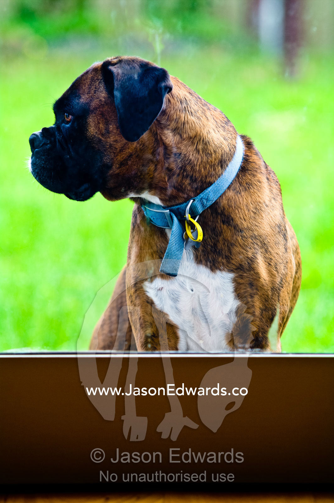 A pet boxer dog waits outside a glass door hoping to come inside. Malvern East, Melbourne, Victoria, Australia.