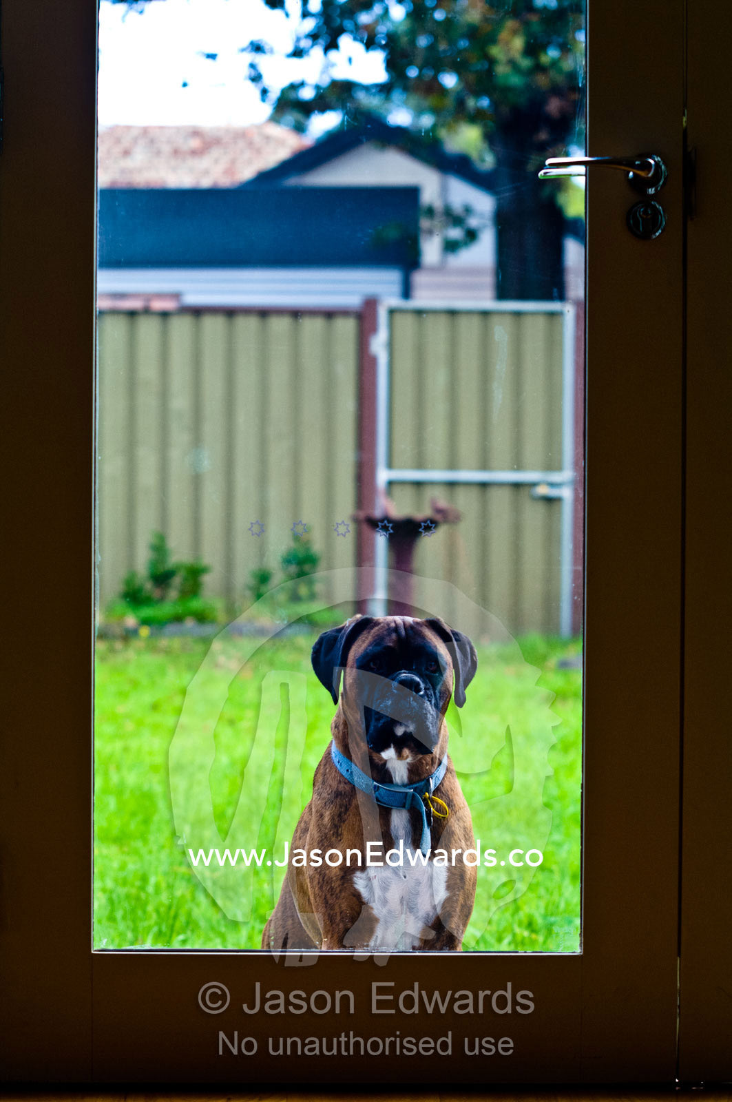 A pet boxer dog waits outside a glass door hoping to come inside. Malvern East, Melbourne, Victoria, Australia.