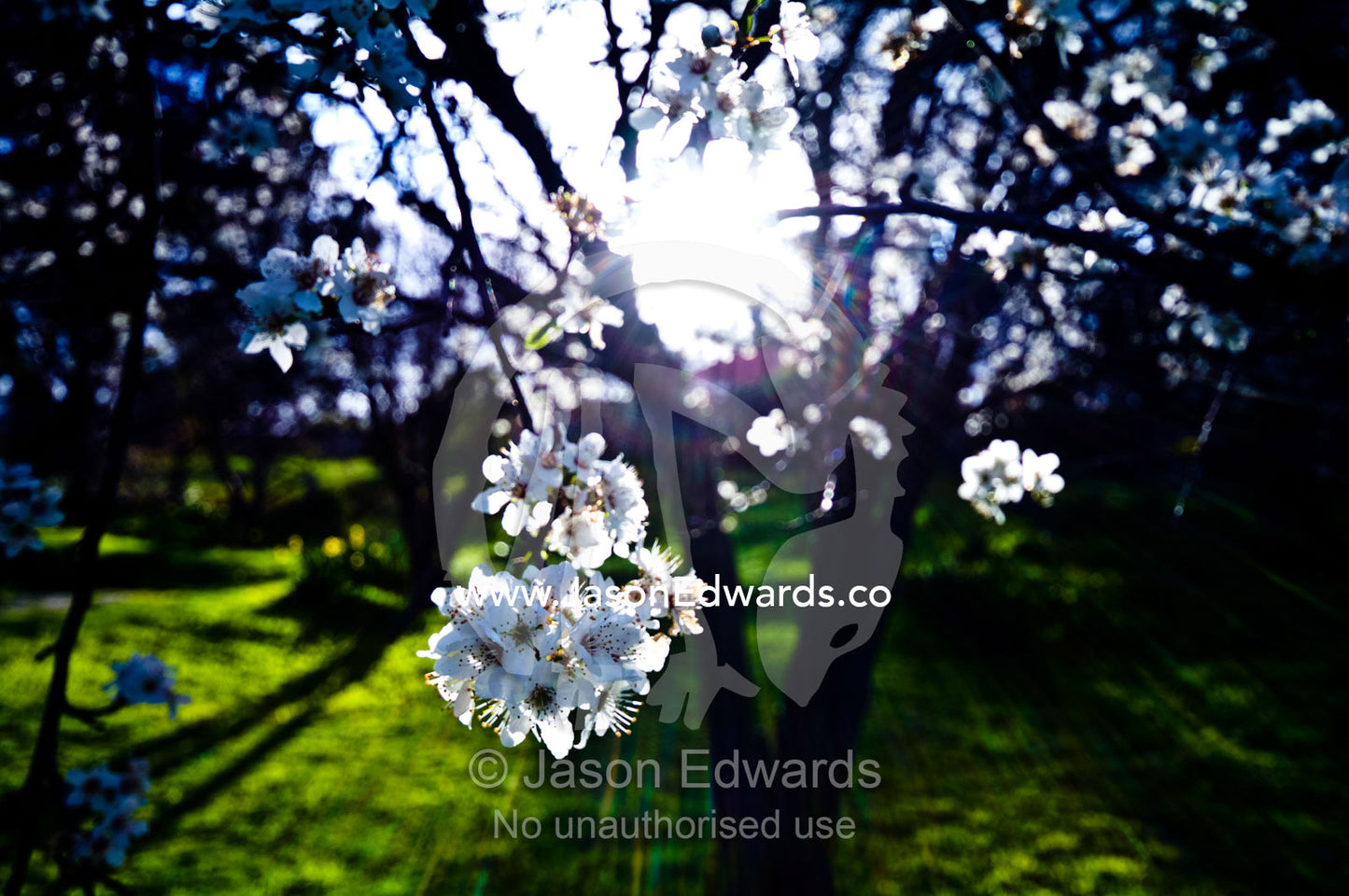 The pink translucent blossoms of a prunus apricot tree in flower. Castlemaine, Victoria, Australia.