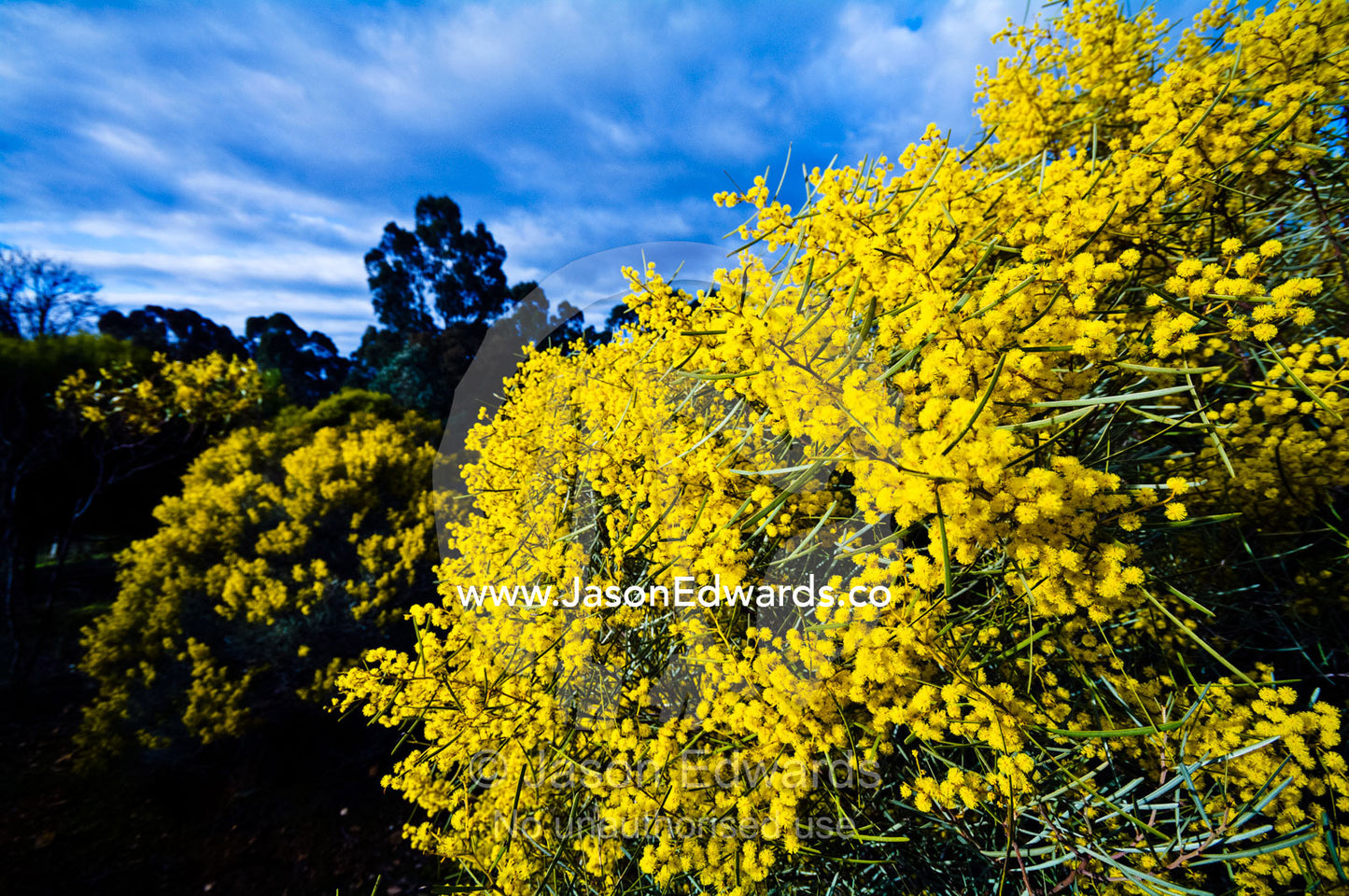 The bright yellow flowers of the Wirilda Wattle, Acacia retinues. Castlemaine, Victoria, Australia.