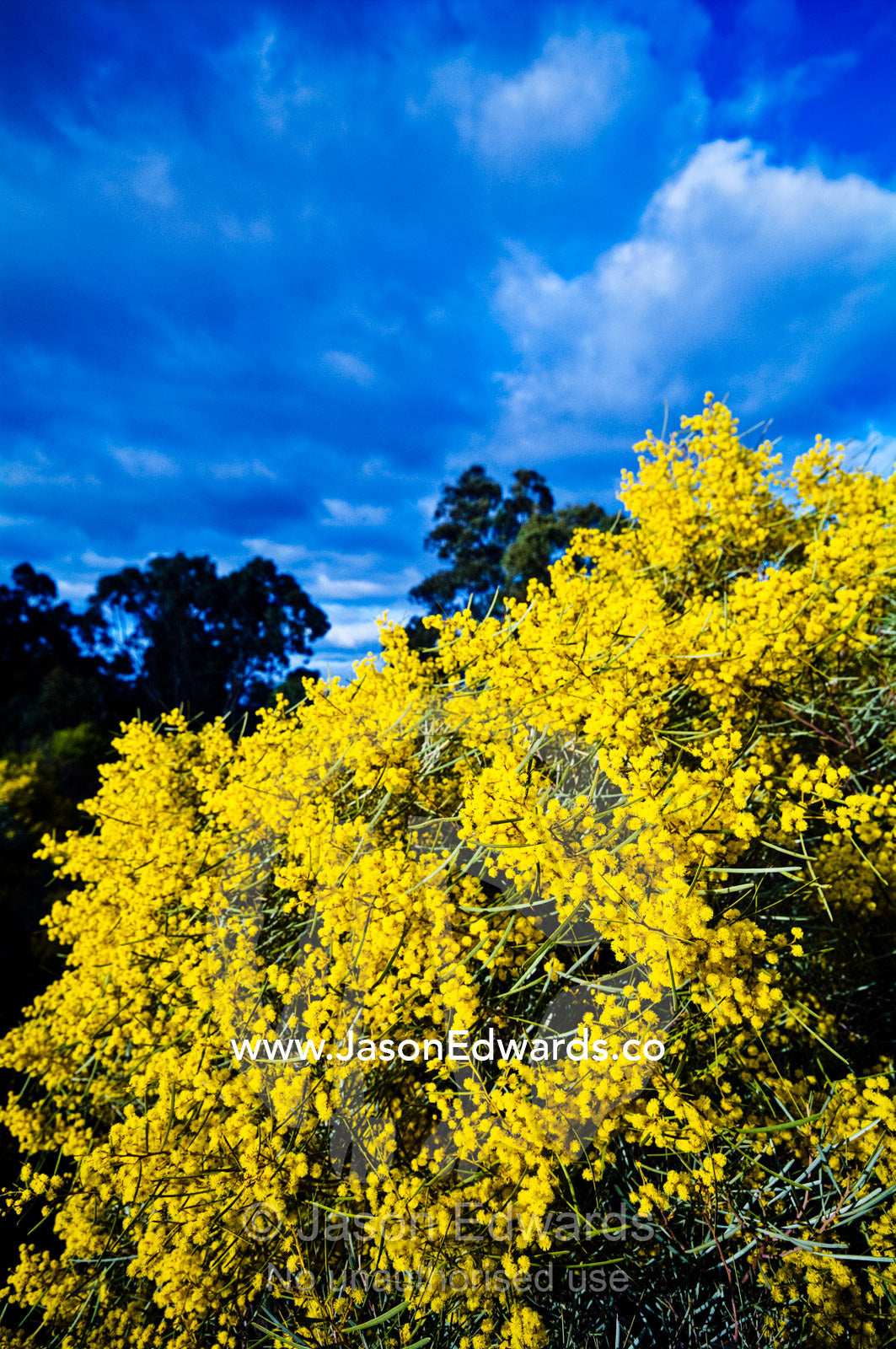 The bright yellow flowers of the Wirilda Wattle, Acacia retinues. Castlemaine, Victoria, Australia.