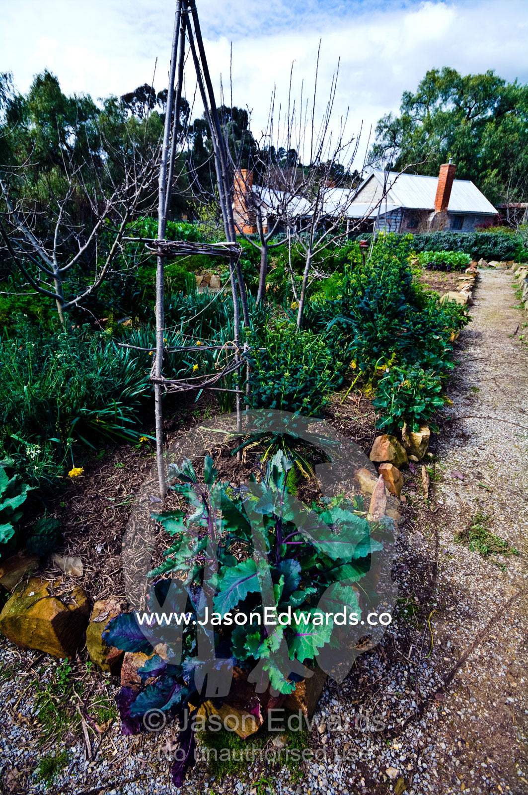 Kale cabbage in a vegetable garden by an antique gold mining cottage. Tute's Cottage, Ten Foot Hill, Castlemaine, Victoria, Australia.