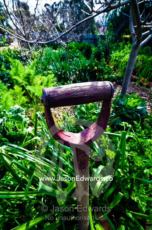 A spade in a vegetable garden by an antique gold mining cottage. Tute's Cottage, Ten Foot Hill, Castlemaine, Victoria, Australia.