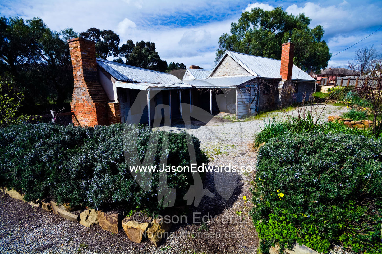 A rosemary hedge in a garden by an antique gold mining cottage. Tute's Cottage, Ten Foot Hill, Castlemaine, Victoria, Australia.