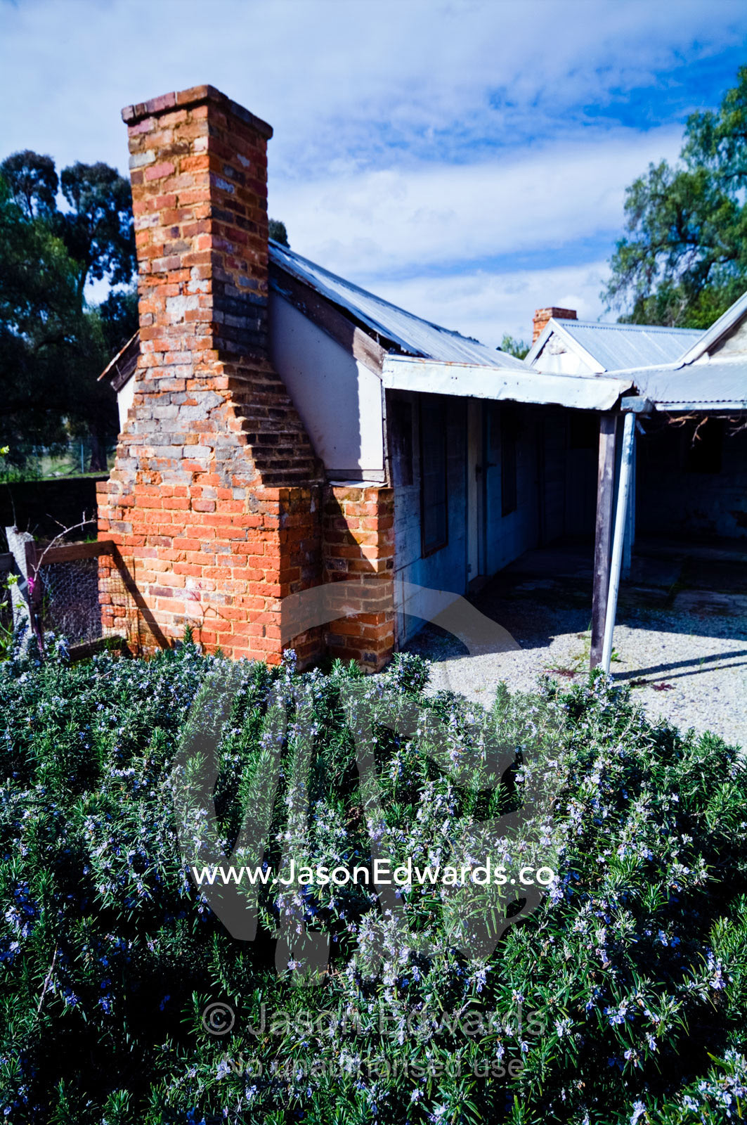 A rosemary hedge in a garden by an antique gold mining cottage. Tute's Cottage, Ten Foot Hill, Castlemaine, Victoria, Australia.