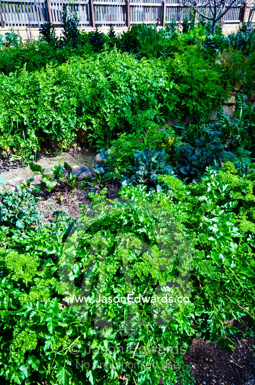 Kale cabbage and lettuce growing in a rural vegetable garden. Tute's Cottage, Ten Foot Hill, Castlemaine, Victoria, Australia.