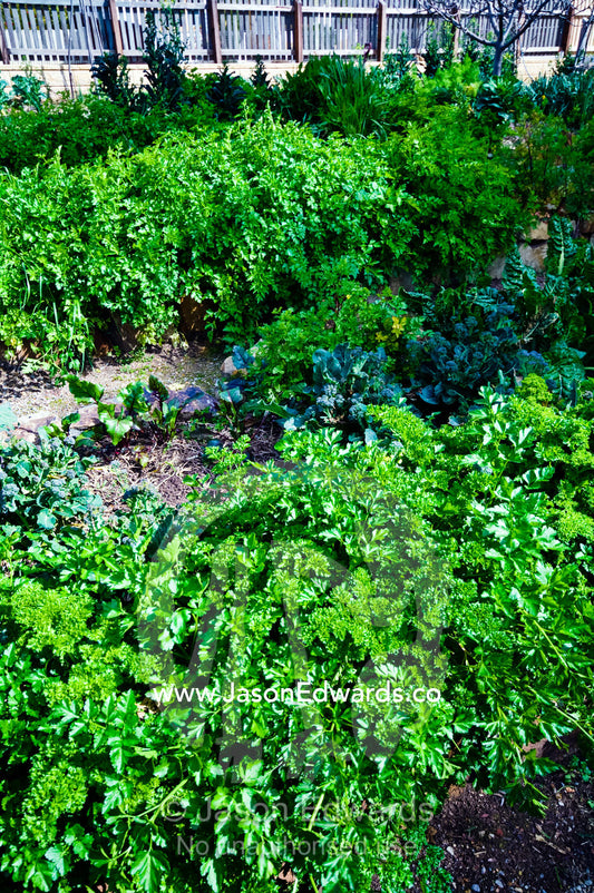 Kale cabbage and lettuce growing in a rural vegetable garden. Tute's Cottage, Ten Foot Hill, Castlemaine, Victoria, Australia.