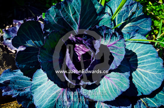Cabbage grows in a vegetable garden by an antique gold mining cottage. Tute's Cottage, Ten Foot Hill, Castlemaine, Victoria, Australia.