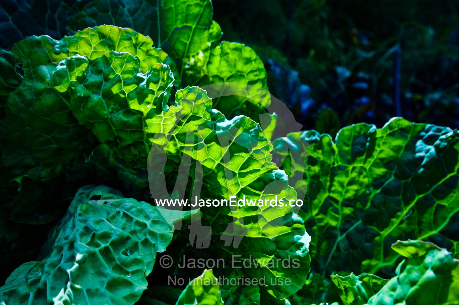 Silverbeet in a vegetable garden by an antique gold mining cottage. Tute's Cottage, Ten Foot Hill, Castlemaine, Victoria, Australia.