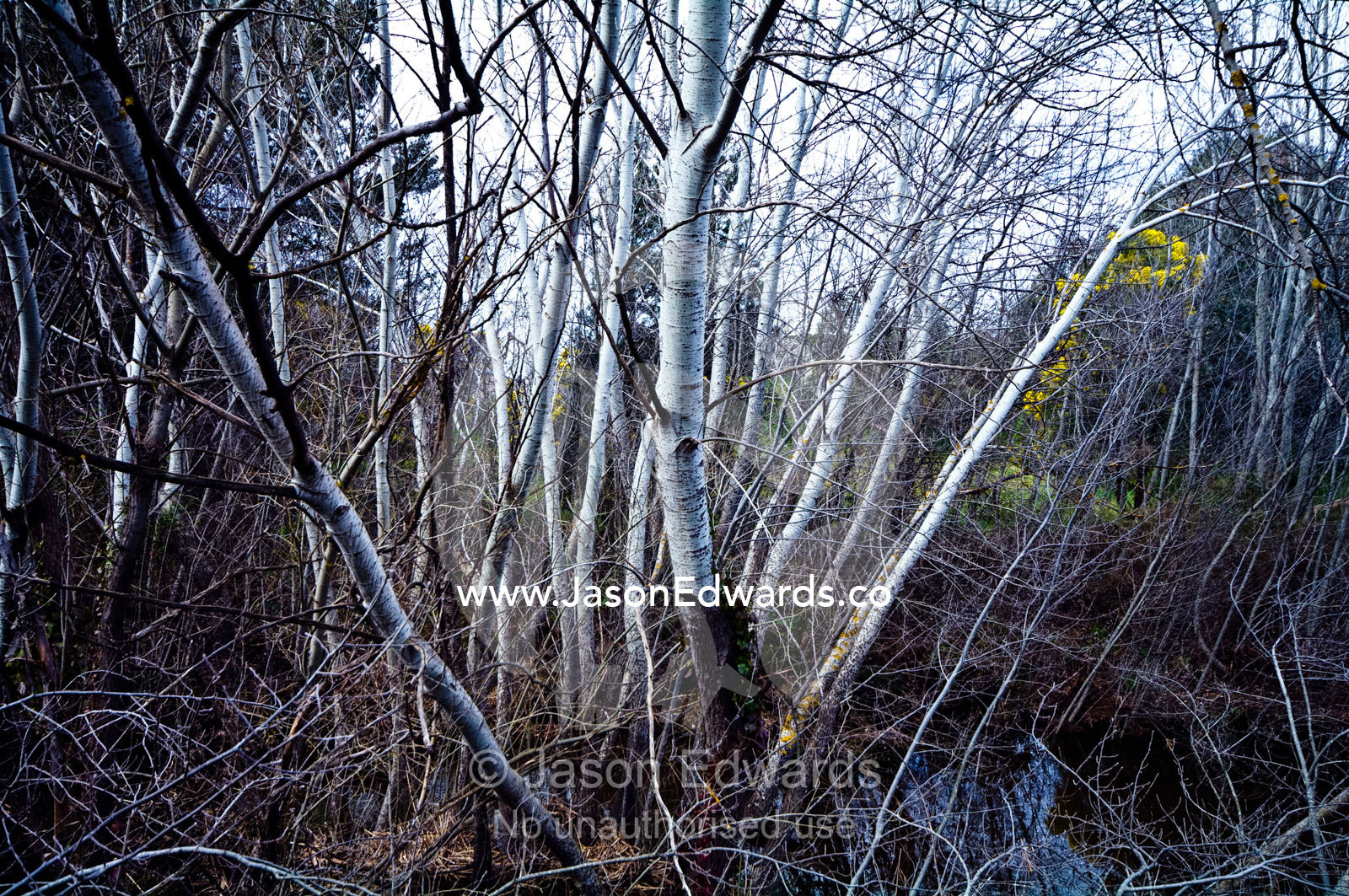 A deciduous stand of Silver Poplar in a deep winter gully by a river. Castlemaine, Victoria, Australia.