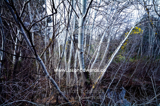 A deciduous stand of Silver Poplar in a deep winter gully by a river. Castlemaine, Victoria, Australia.