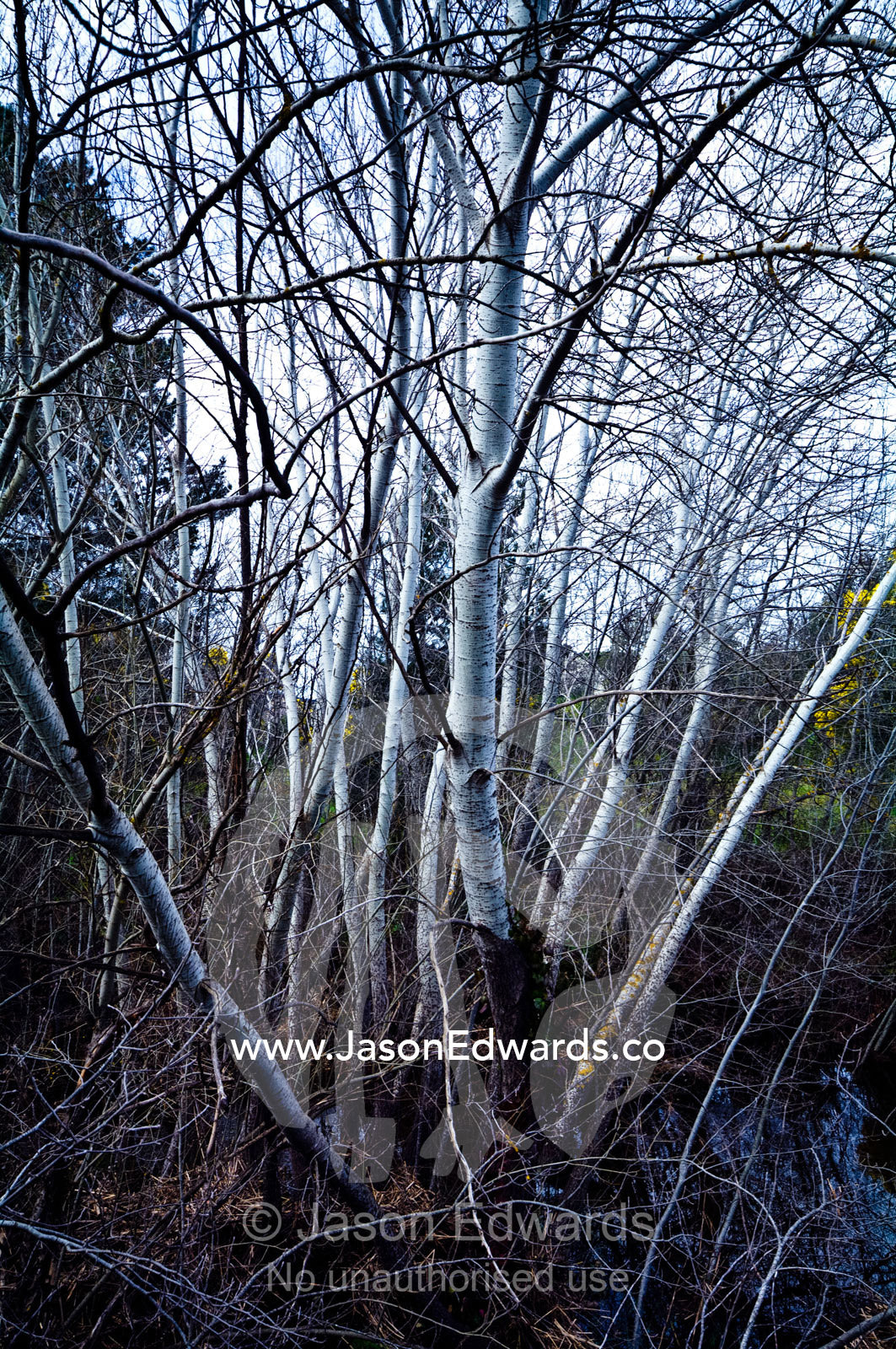 A deciduous stand of Silver Poplar in a deep winter gully by a river. Castlemaine, Victoria, Australia.