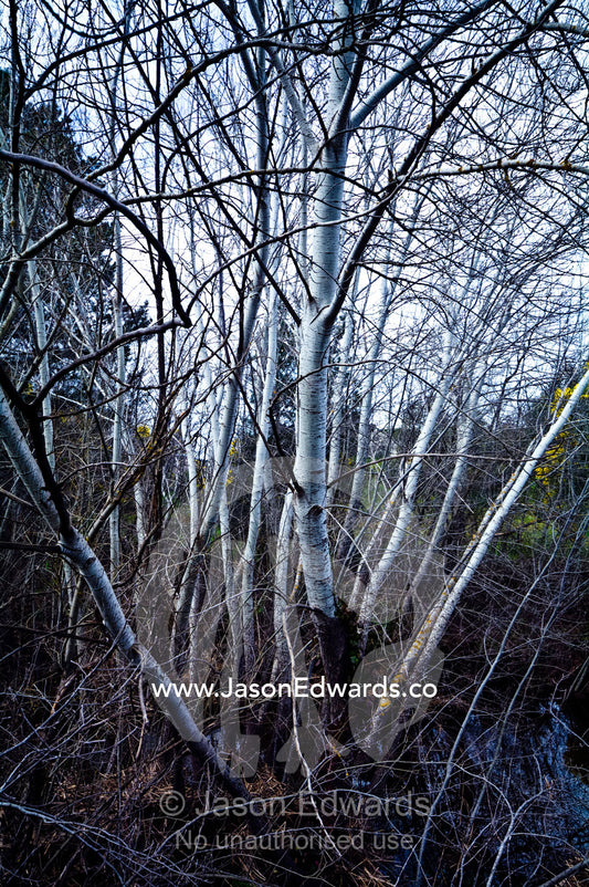 A deciduous stand of Silver Poplar in a deep winter gully by a river. Castlemaine, Victoria, Australia.