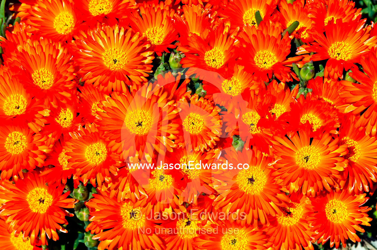 A cluster of bright orange Lampranthus flower petals in the sun. Collingwood, Melbourne, Victoria, Australia.