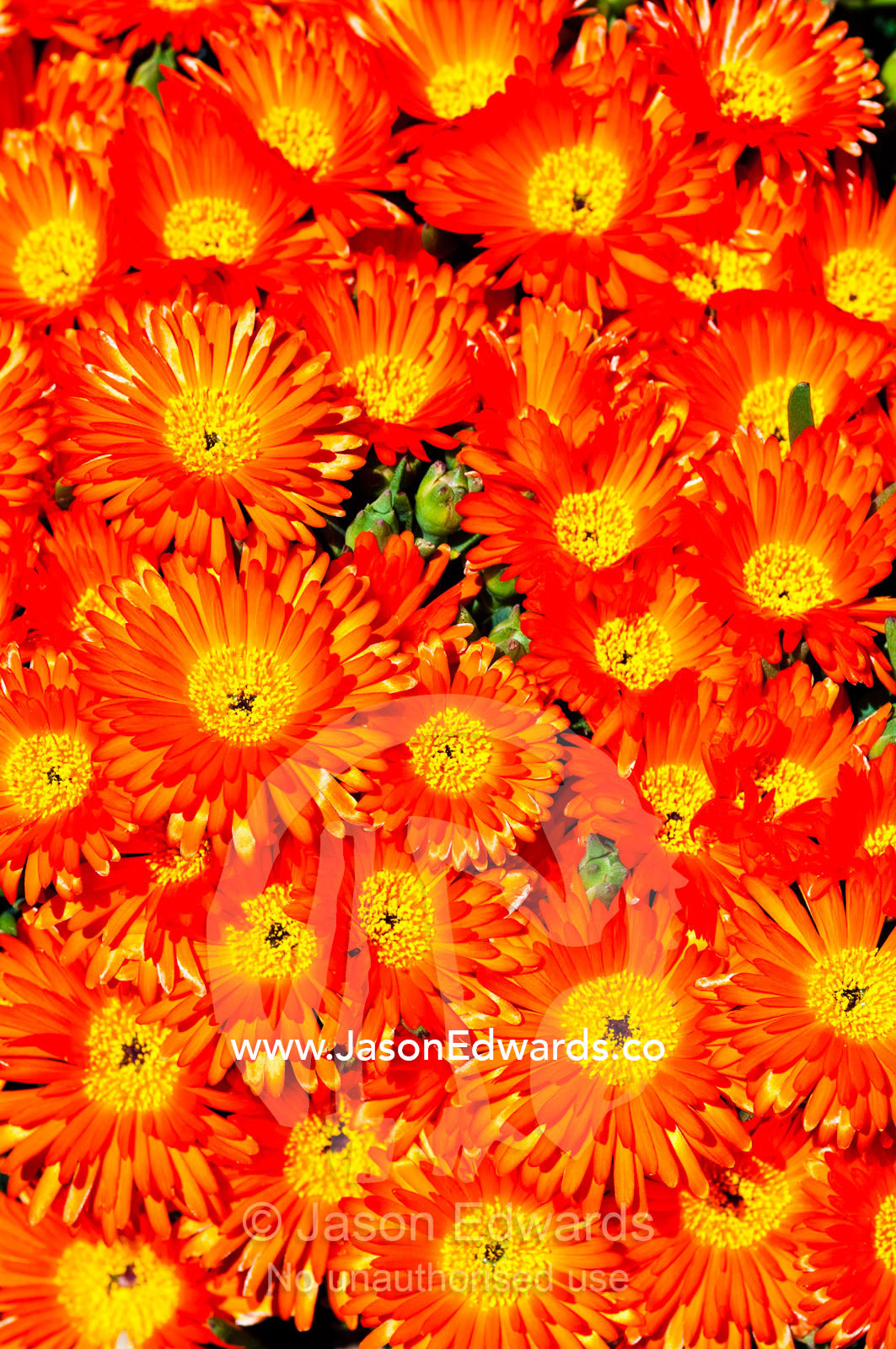 A cluster of bright orange Mesembryanthemum flower petals in the sun. Collingwood, Melbourne, Victoria, Australia.