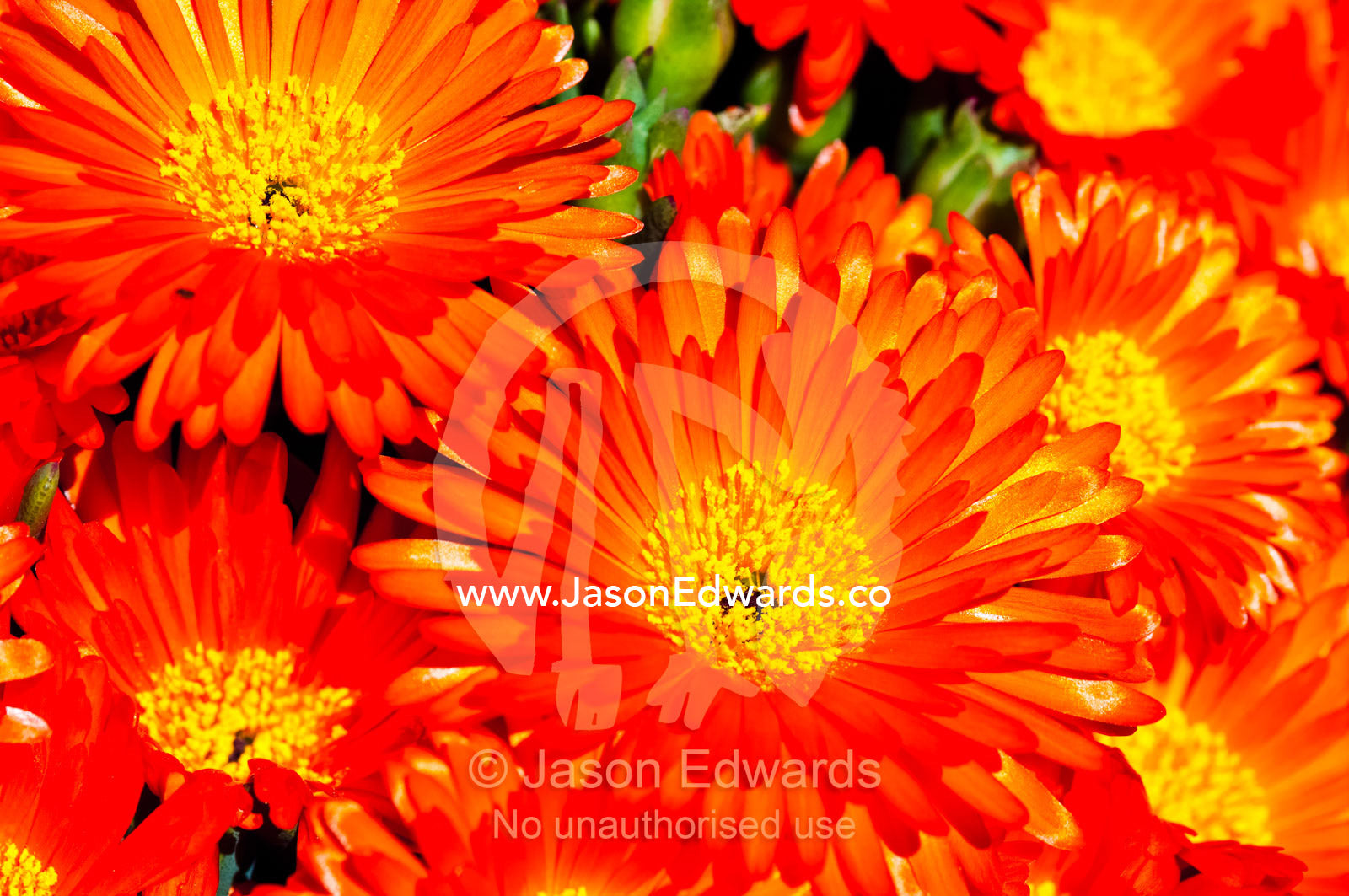 A cluster of bright orange Mesembryanthemum flower petals in the sun. Collingwood, Melbourne, Victoria, Australia.