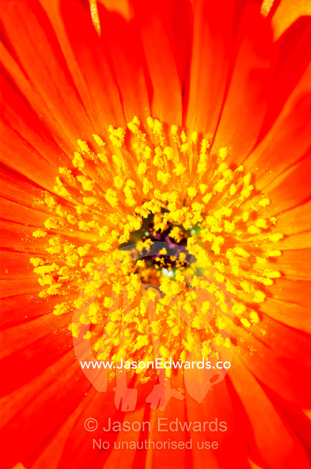 A cluster of bright orange Mesembryanthemum flower petals in the sun. Collingwood, Melbourne, Victoria, Australia.