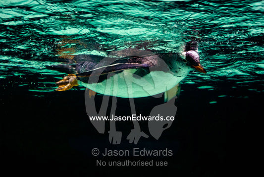 A Gentoo Penguin, Pygoscelis papua, floats on the water surface. Melbourne Aquarium, Melbourne, Victoria, Australia.