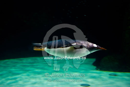 A Gentoo Penguin, Pygoscelis papua, swims underwater at high speed. Melbourne Aquarium, Melbourne, Victoria, Australia.