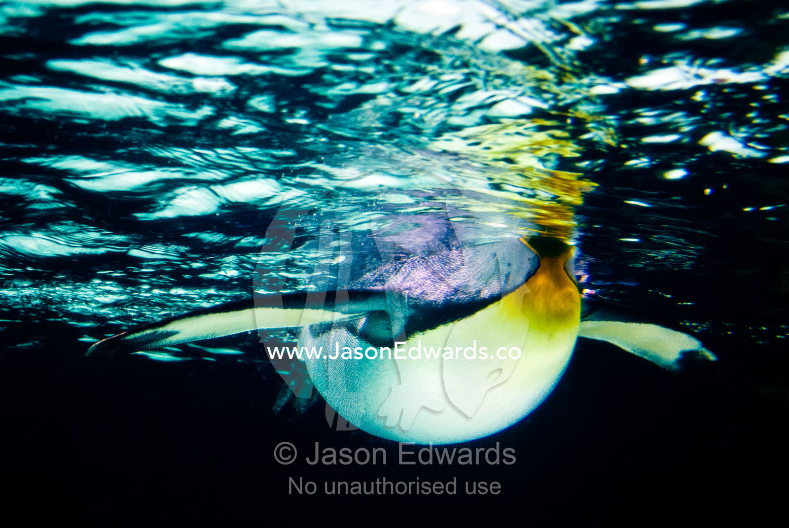 A King Penguin, Aptenodytes patagonicus, floats on the water surface. Melbourne Aquarium, Melbourne, Victoria, Australia.