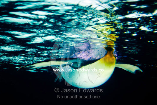 A King Penguin, Aptenodytes patagonicus, floats on the water surface. Melbourne Aquarium, Melbourne, Victoria, Australia.