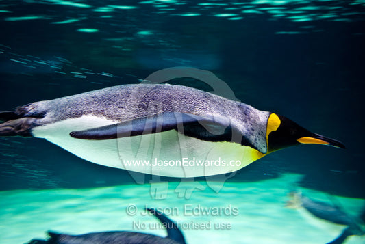 A King Penguin, Aptenodytes patagonicus, swims underwater at speed. Melbourne Aquarium, Melbourne, Victoria, Australia.
