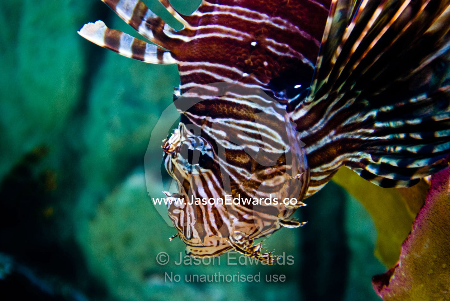 The poisonous spines and colourful stripes of a reef Common Lionfish. Melbourne Aquarium, Melbourne, Victoria, Australia.