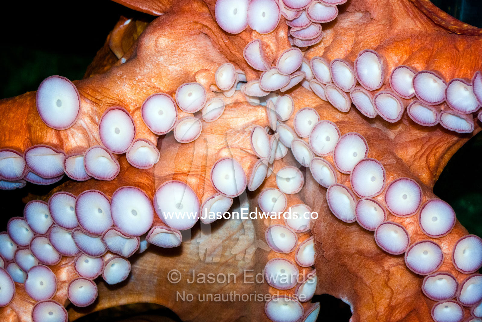 Menacing and strangling tentacles and suckers of the Maori Octopus. Melbourne Aquarium, Melbourne, Victoria, Australia.