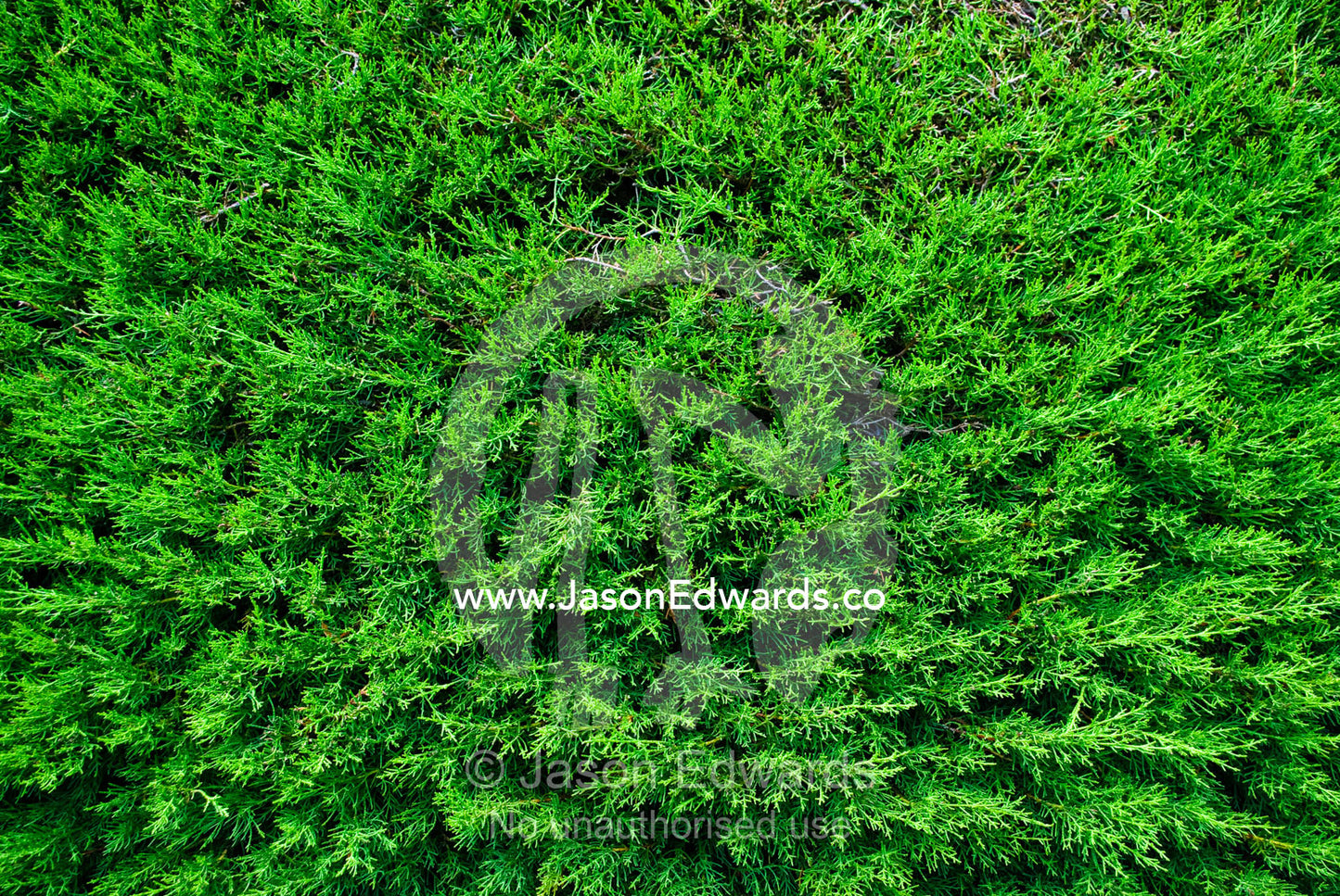 A thicket of Cupressocyparis leylandii used to create a garden hedge. Malvern East, Melbourne, Victoria, Australia.