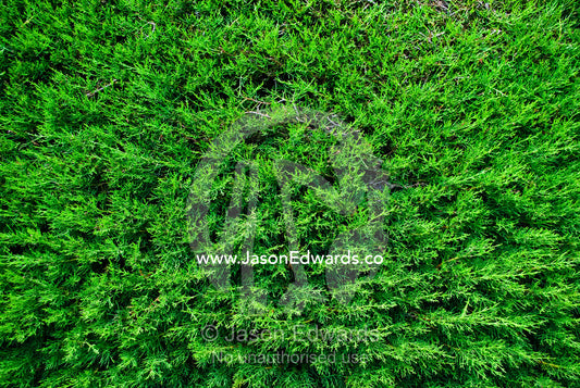 A thicket of Cupressocyparis leylandii used to create a garden hedge. Malvern East, Melbourne, Victoria, Australia.