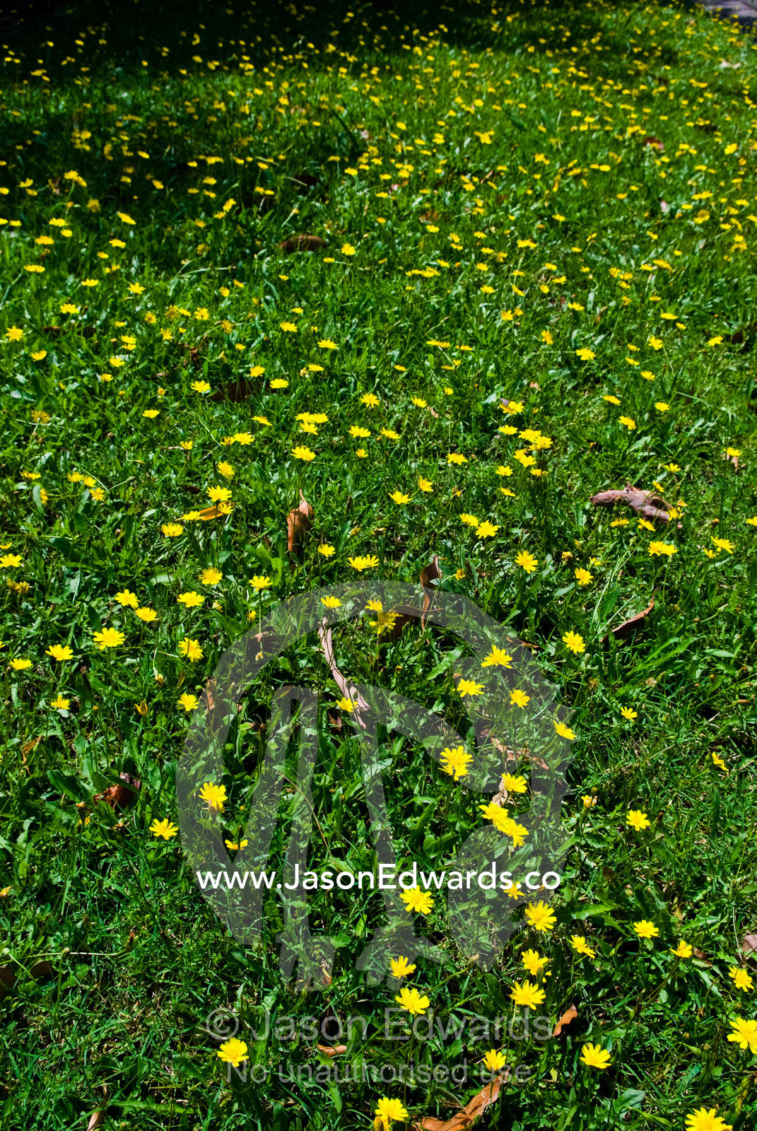 A field of perennial yellow Dandelions growing in a roadside lawn. Malvern East, Melbourne, Victoria, Australia.