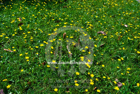A field of perennial yellow Dandelions growing in a roadside lawn. Malvern East, Melbourne, Victoria, Australia.
