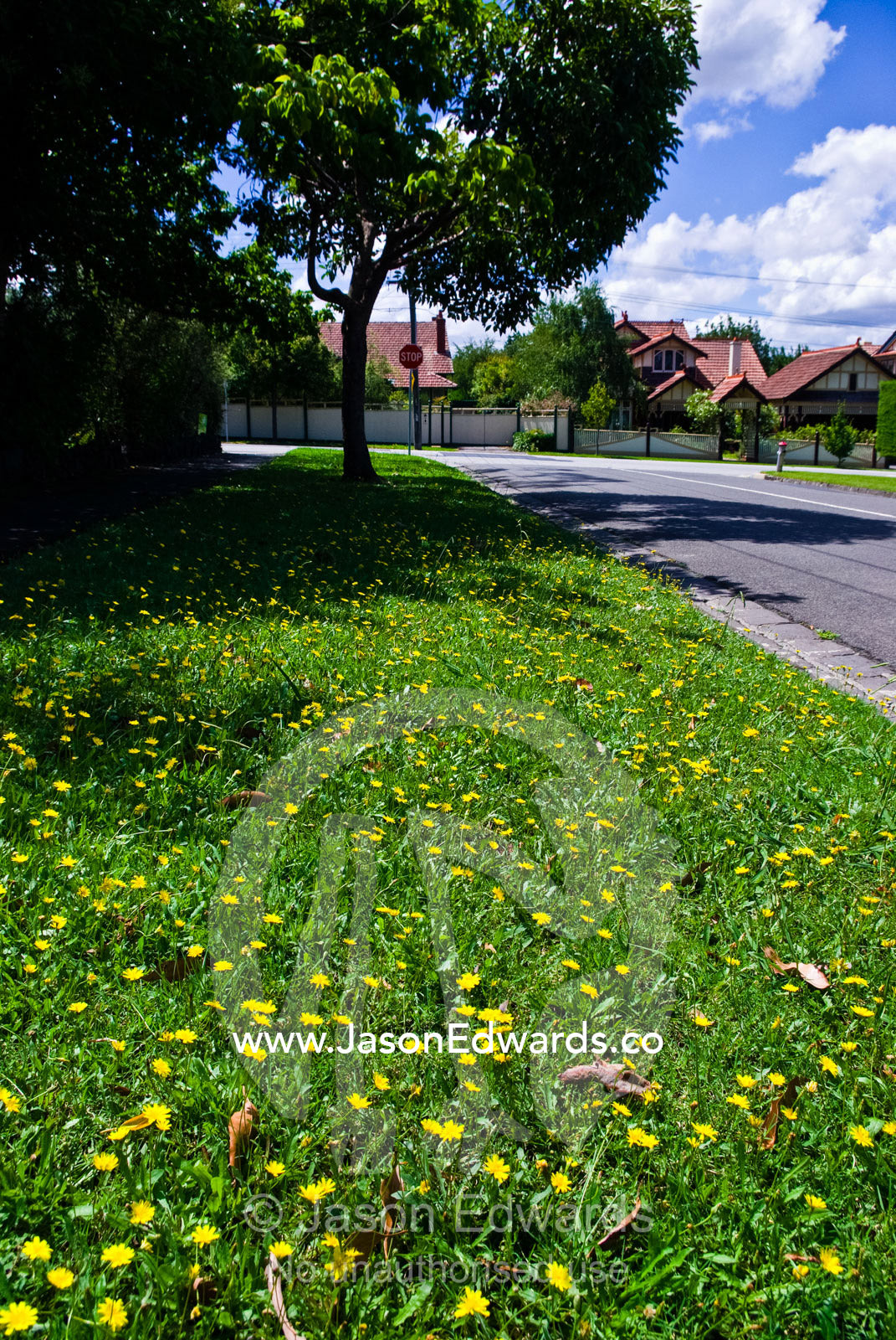 A field of perennial yellow Dandelions growing in a roadside lawn. Malvern East, Melbourne, Victoria, Australia.