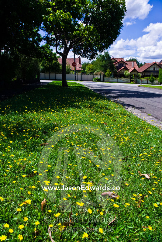 A field of perennial yellow Dandelions growing in a roadside lawn. Malvern East, Melbourne, Victoria, Australia.