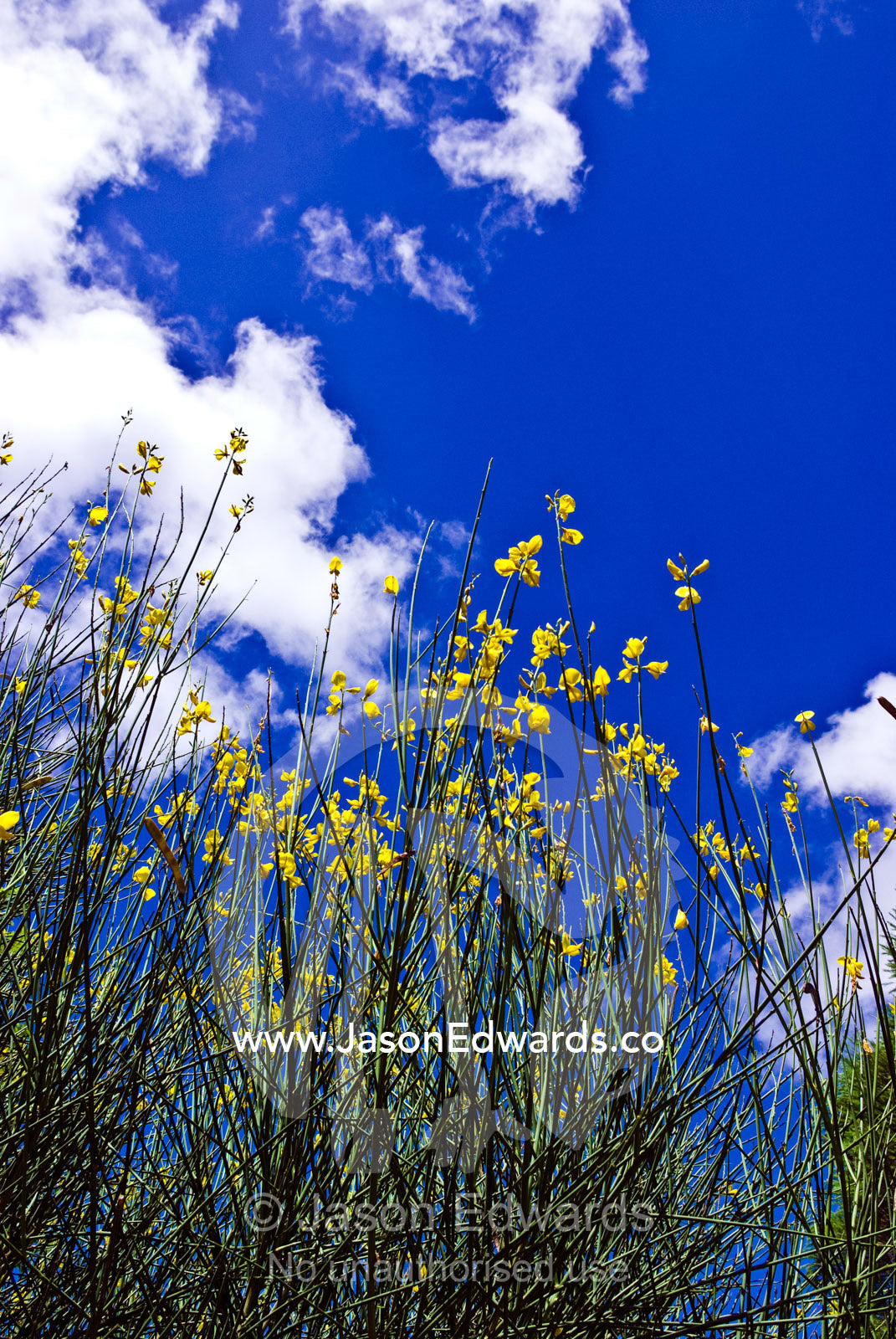 The long stalks of the Broom Bush shrub with bright yellow flowers. Malvern East, Melbourne, Victoria, Australia.