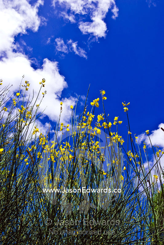 The long stalks of the Broom Bush shrub with bright yellow flowers. Malvern East, Melbourne, Victoria, Australia.