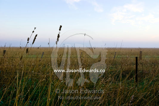 Winter dew drops and fog over a farm field and dry grasses at dawn. Mount Duneed, Geelong, Victoria, Australia.