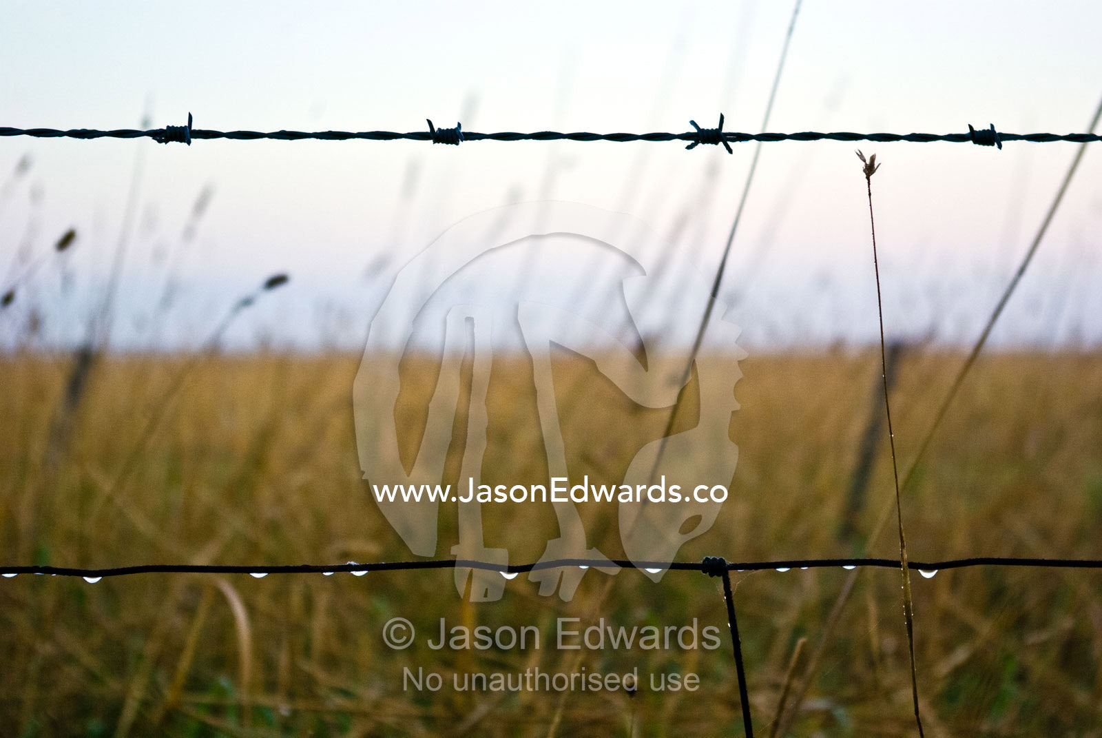 Winter dew drops hang from a barbwire farm fence at dawn. Mount Duneed, Geelong, Victoria, Australia.