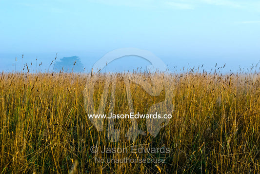 Dawn rises and dissipates winter fog over a farm field of dry wheat. Mount Duneed, Geelong, Victoria, Australia.