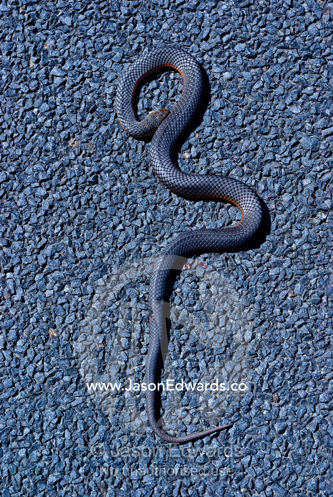 A dead venomous Lowlands Copperhead Snake coiled on a country road. Between Venus Bay and Inverloch, South Gippsland, Victoria, Australia.