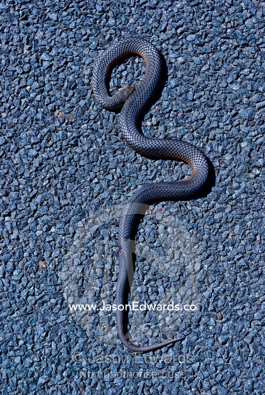 A dead venomous Lowlands Copperhead Snake coiled on a country road. Between Venus Bay and Inverloch, South Gippsland, Victoria, Australia.