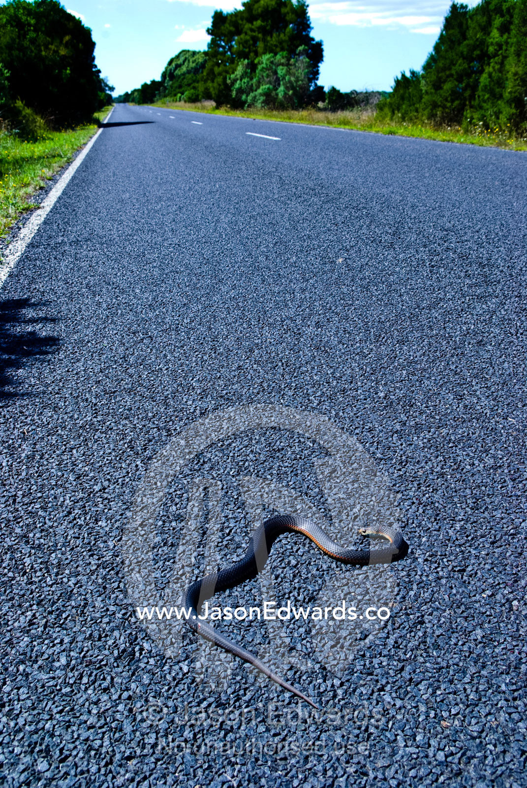 A dead venomous Lowlands Copperhead Snake coiled on a country road. Between Venus Bay and Inverloch, South Gippsland, Victoria, Australia.