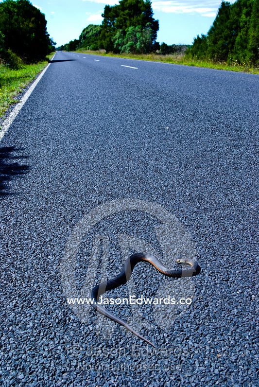 A dead venomous Lowlands Copperhead Snake coiled on a country road. Between Venus Bay and Inverloch, South Gippsland, Victoria, Australia.
