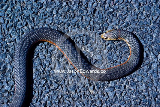 A dead venomous Lowlands Copperhead Snake coiled on a country road. Between Venus Bay and Inverloch, South Gippsland, Victoria, Australia.