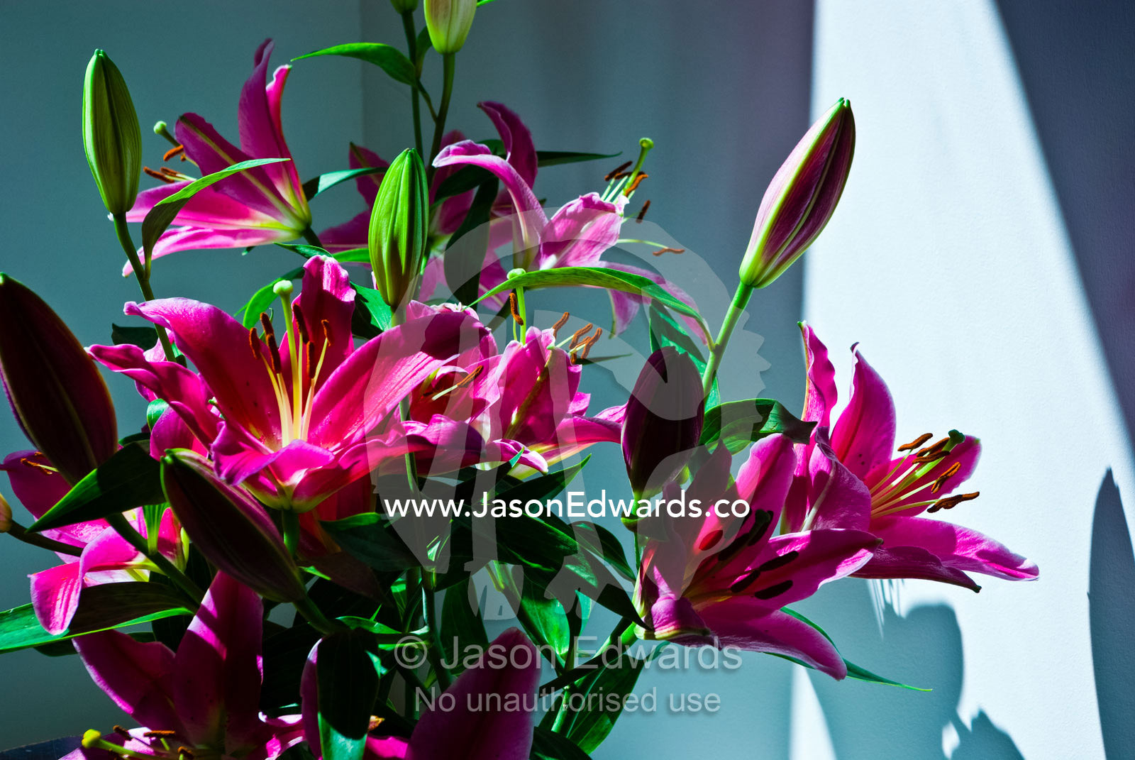 Sprawling pink petals and buds in a bouquet of fragrant Oriental Lily. Carlton North, Melbourne, Victoria, Australia.