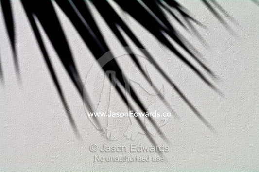 The fronds of a yucca palm tree cast a shadow on a rendered wall. Sydney, New South Wales, Australia.