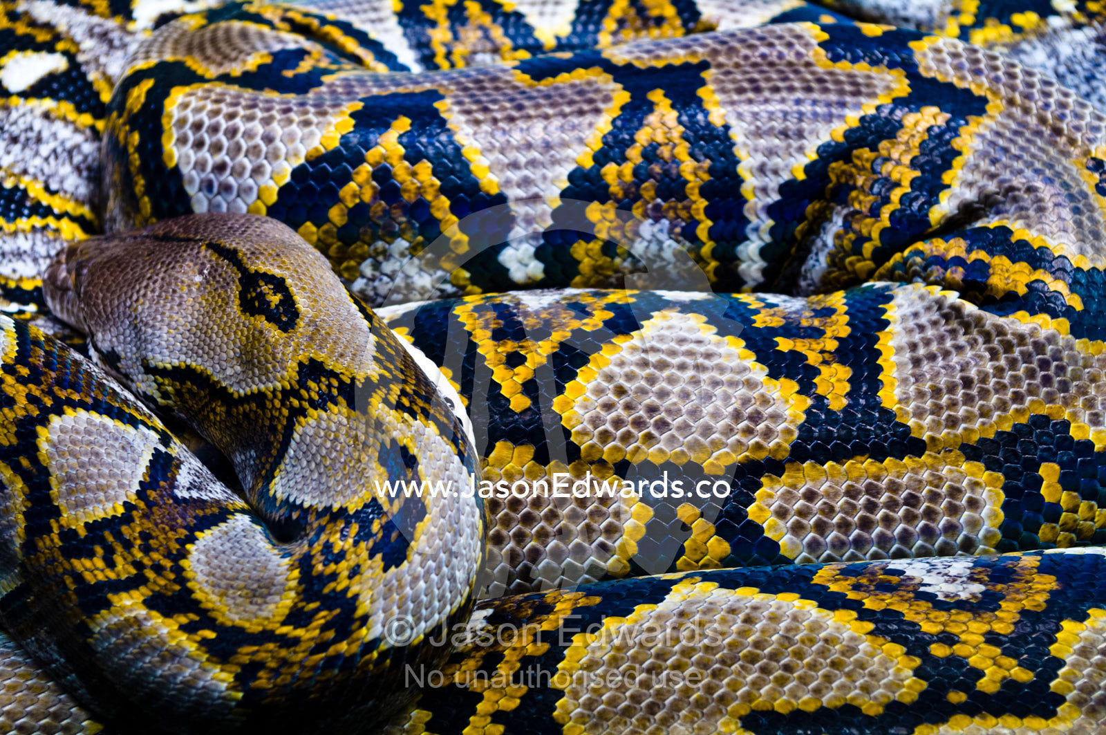 A Reticulated Python rests it's head on it's patterned scaly coils. Taronga Zoo, Sydney Harbour, Mosman, Sydney, New South Wales, Australia.