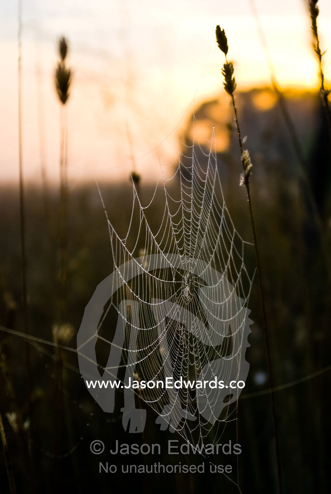 A spider clings to the centre of its web covered in dew at dawn. Mount Duneed Recreation Reserve, Mount Duneed, Victoria, Australia.