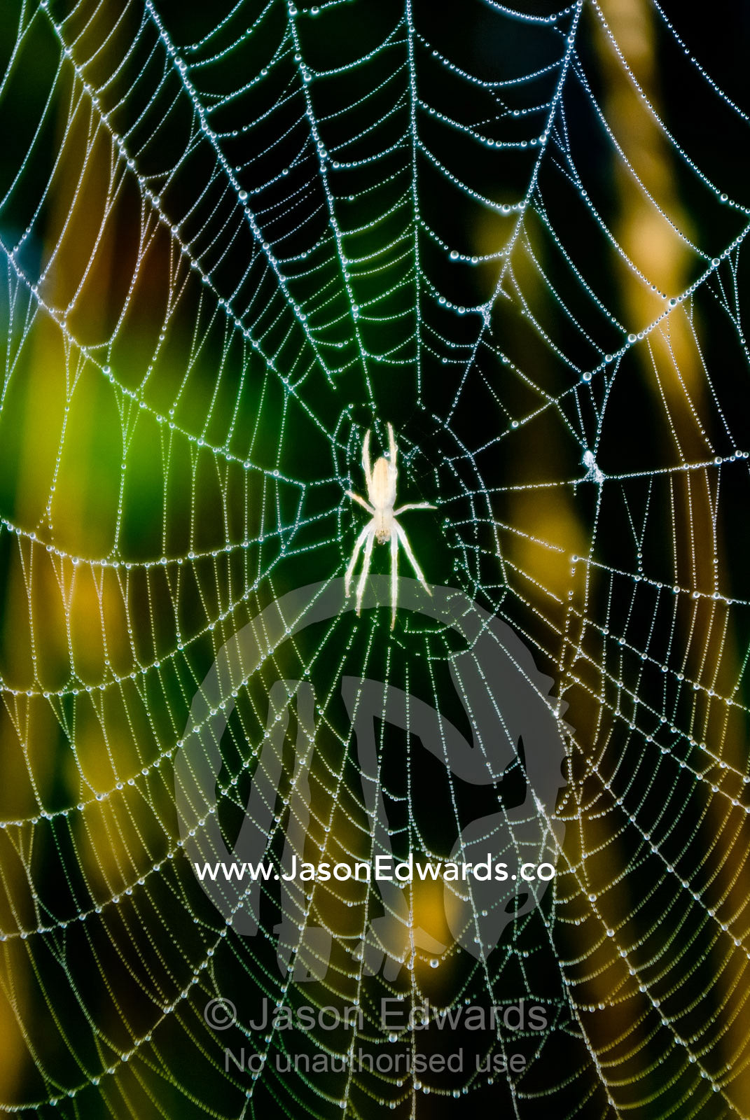 A spider clings to the centre of its web covered in dew at dawn. Mount Duneed Recreation Reserve, Mount Duneed, Victoria, Australia.