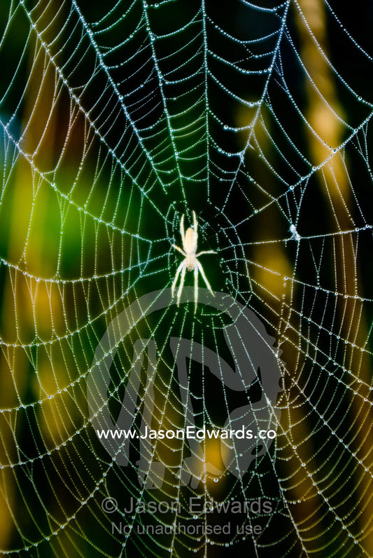 A spider clings to the centre of its web covered in dew at dawn. Mount Duneed Recreation Reserve, Mount Duneed, Victoria, Australia.